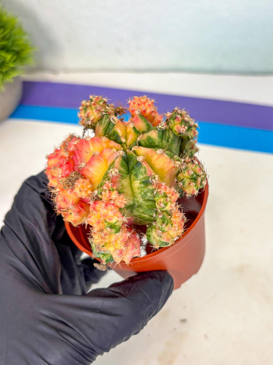 Gymnocalycium Mihanovichii (y) (o4) | De-Grafted Plant
