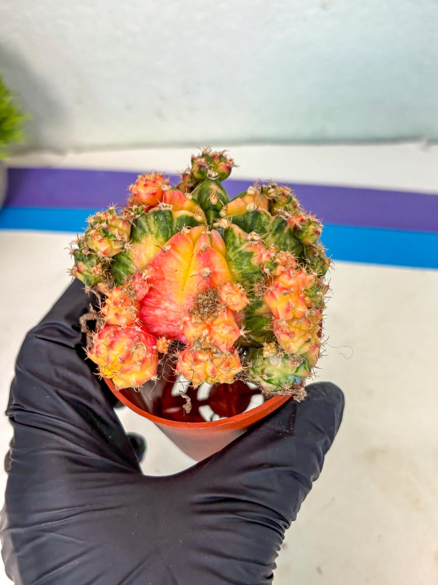 Gymnocalycium Mihanovichii (y) (o4) | De-Grafted Plant