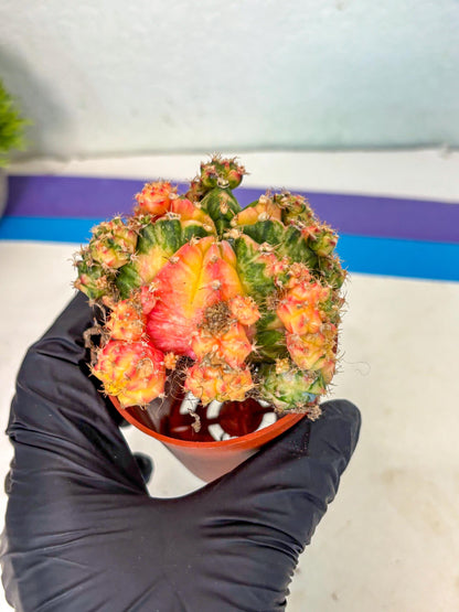 Gymnocalycium Mihanovichii (y) (o4) | De-Grafted Plant