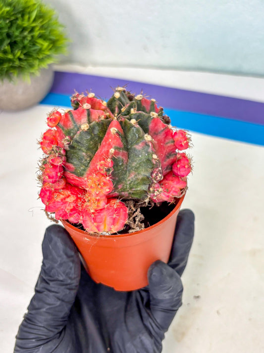 Gymnocalycium Mihanovichii (y) (5o) | De-Grafted Plant
