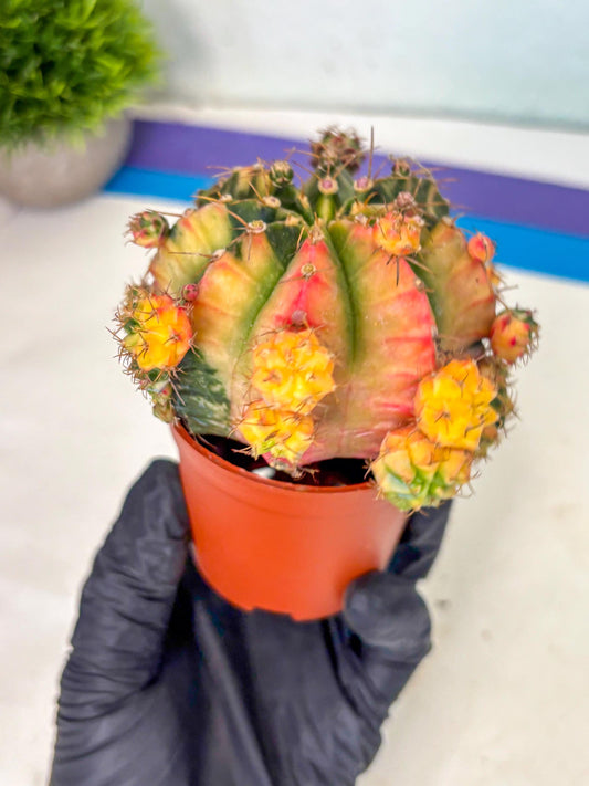 Gymnocalycium Mihanovichii (y) (o6) | De-Grafted Plant