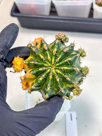 Gymnocalycium Mihanovichii (XL) (o1) | De-Grafted Plant