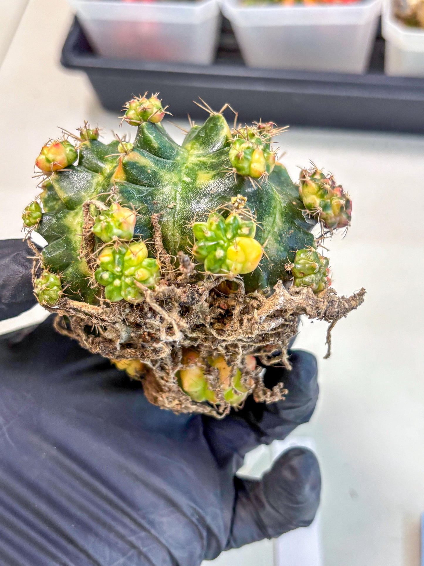 Gymnocalycium Mihanovichii (XL) (o1) | De-Grafted Plant