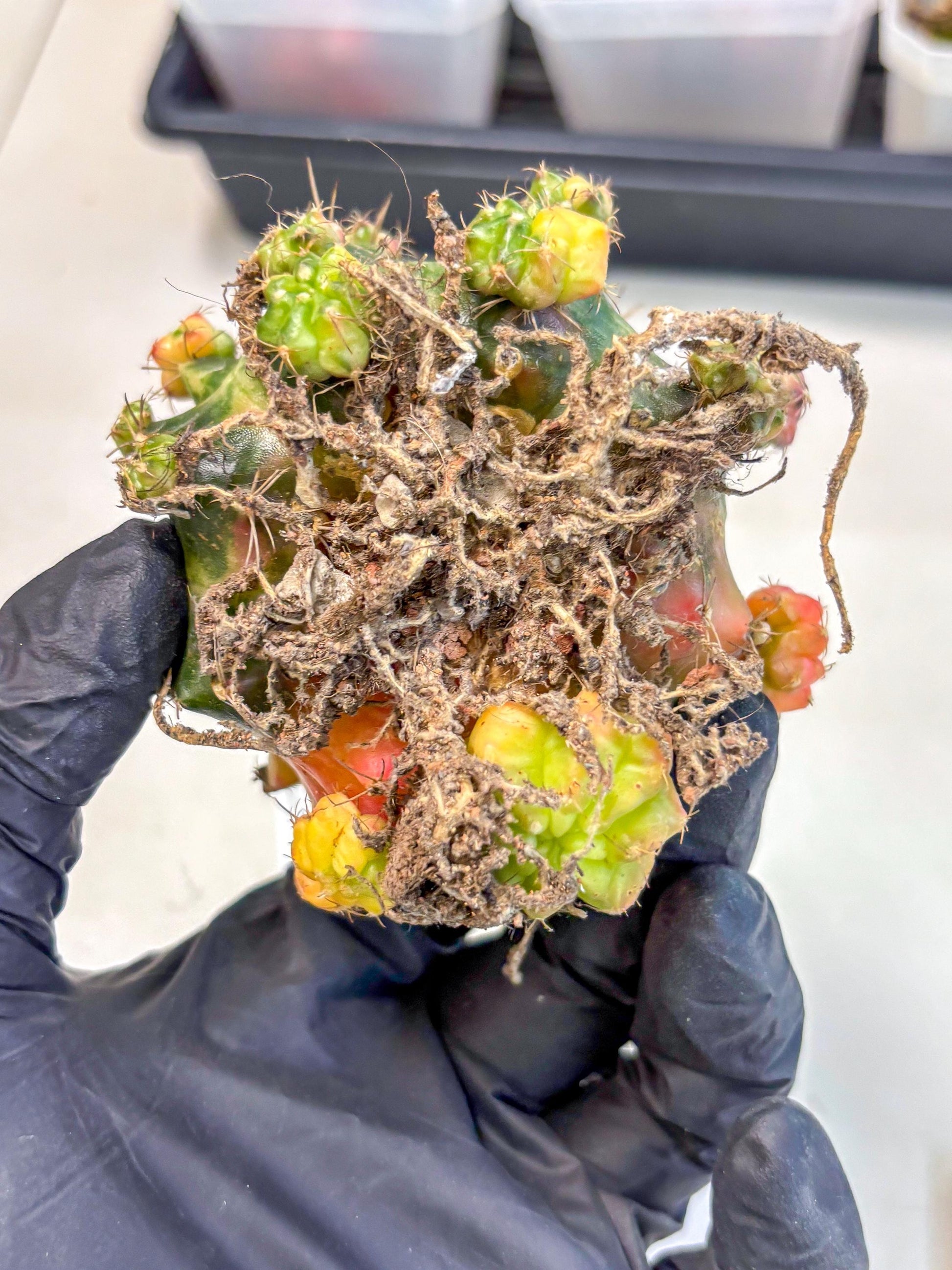 Gymnocalycium Mihanovichii (XL) (o1) | De-Grafted Plant