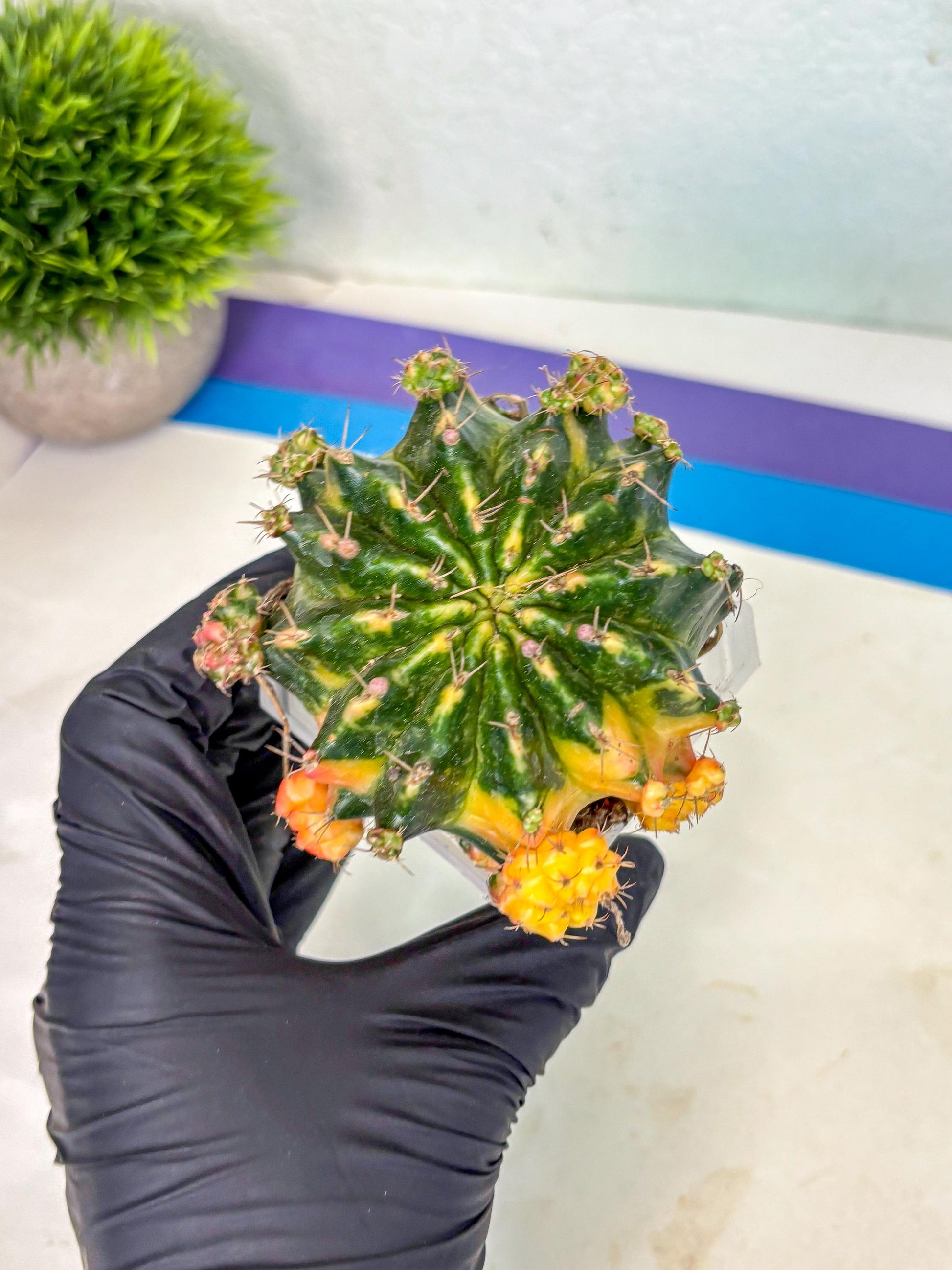 Gymnocalycium Mihanovichii (XL) (o1) | De-Grafted Plant