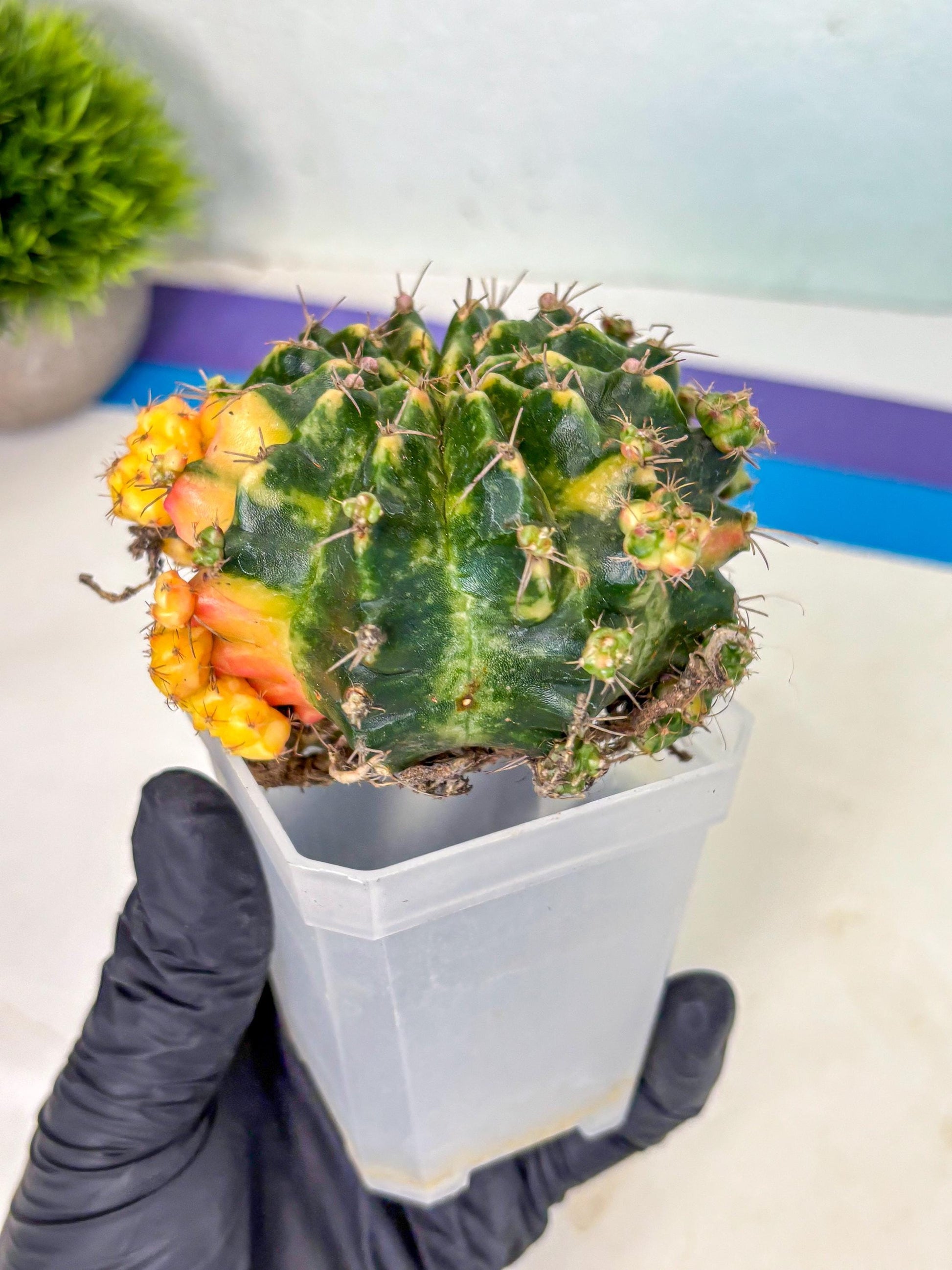 Gymnocalycium Mihanovichii (XL) (o1) | De-Grafted Plant