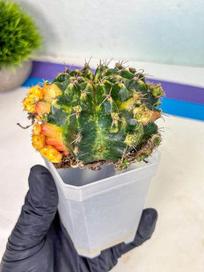 Gymnocalycium Mihanovichii (XL) (o1) | De-Grafted Plant