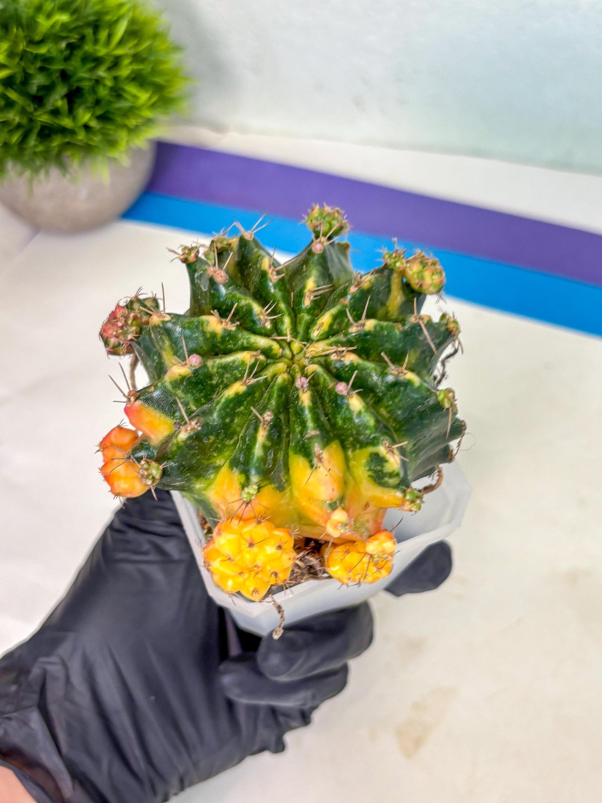 Gymnocalycium Mihanovichii (XL) (o1) | De-Grafted Plant