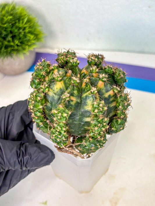 Gymnocalycium Mihanovichii (XL) (o2) | De-Grafted Plant