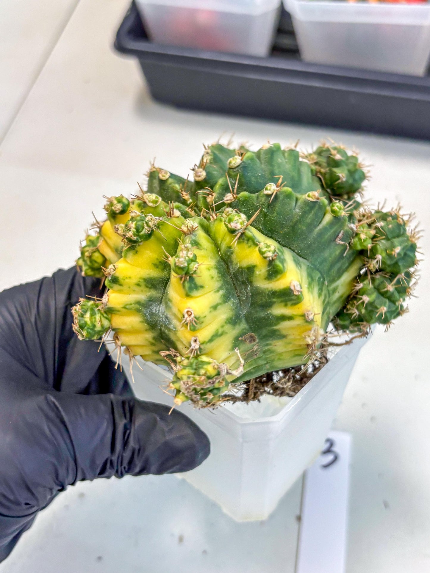 Gymnocalycium Mihanovichii (XL) (o3) | De-Grafted Plant