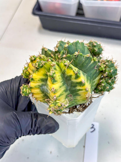 Gymnocalycium Mihanovichii (XL) (o3) | De-Grafted Plant