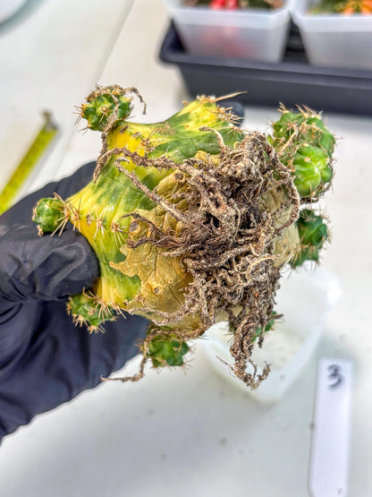 Gymnocalycium Mihanovichii (XL) (o3) | De-Grafted Plant