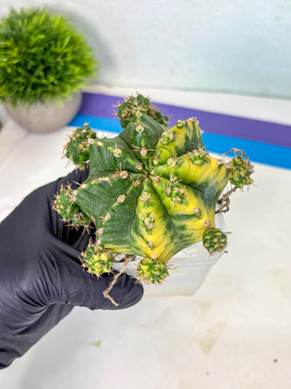 Gymnocalycium Mihanovichii (XL) (o3) | De-Grafted Plant