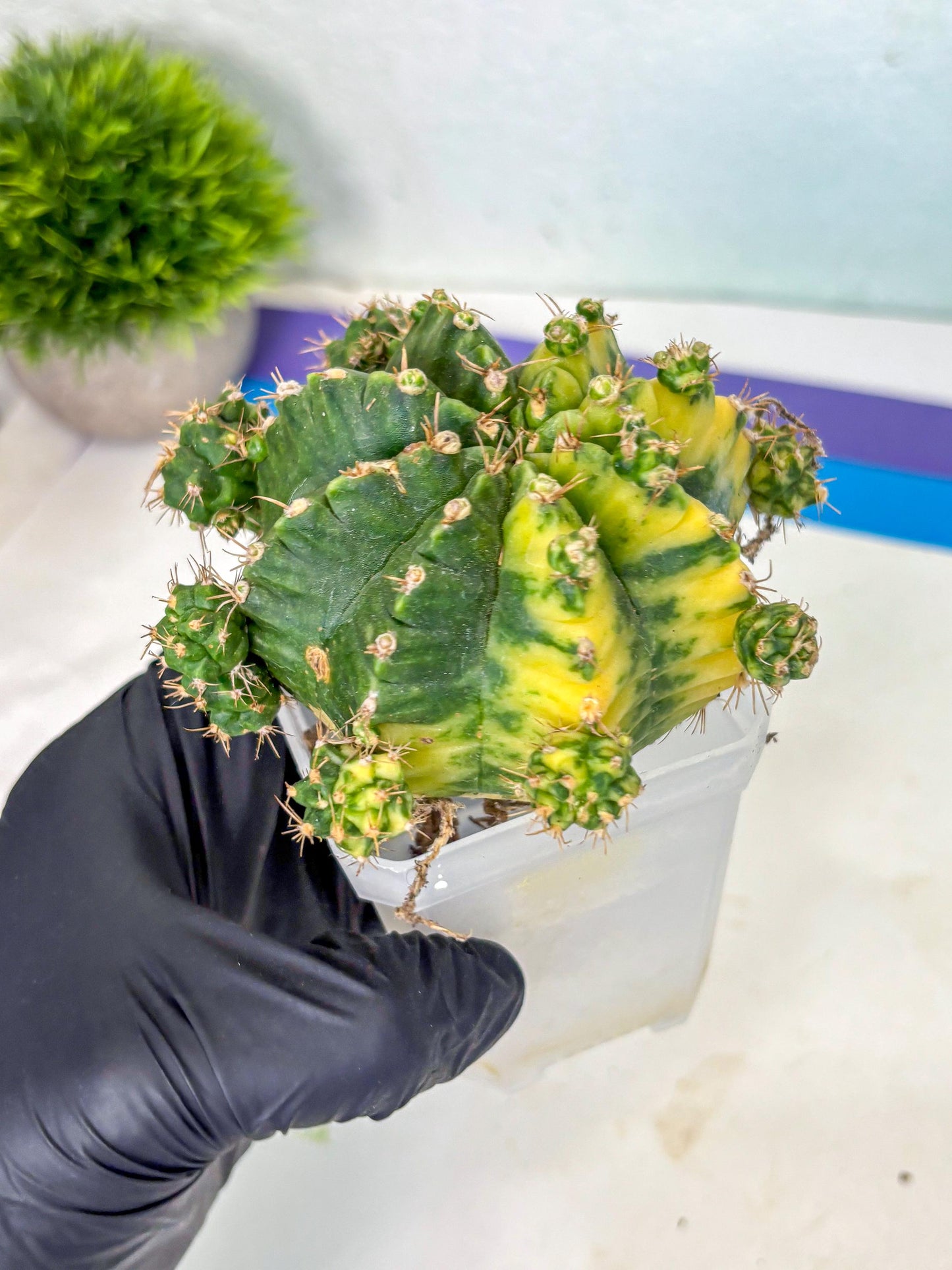 Gymnocalycium Mihanovichii (XL) (o3) | De-Grafted Plant