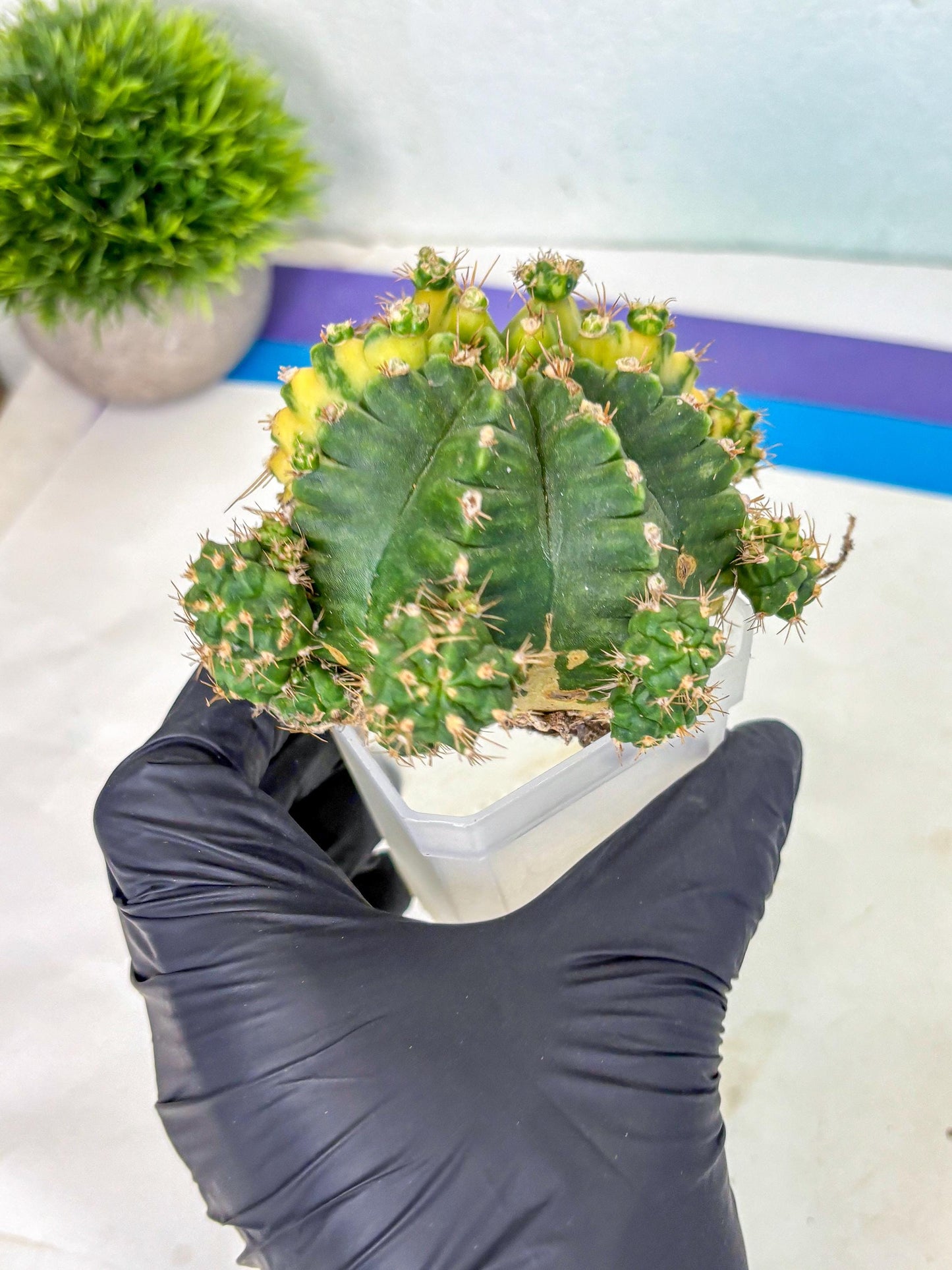 Gymnocalycium Mihanovichii (XL) (o3) | De-Grafted Plant