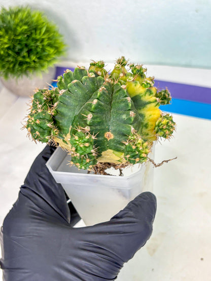 Gymnocalycium Mihanovichii (XL) (o3) | De-Grafted Plant