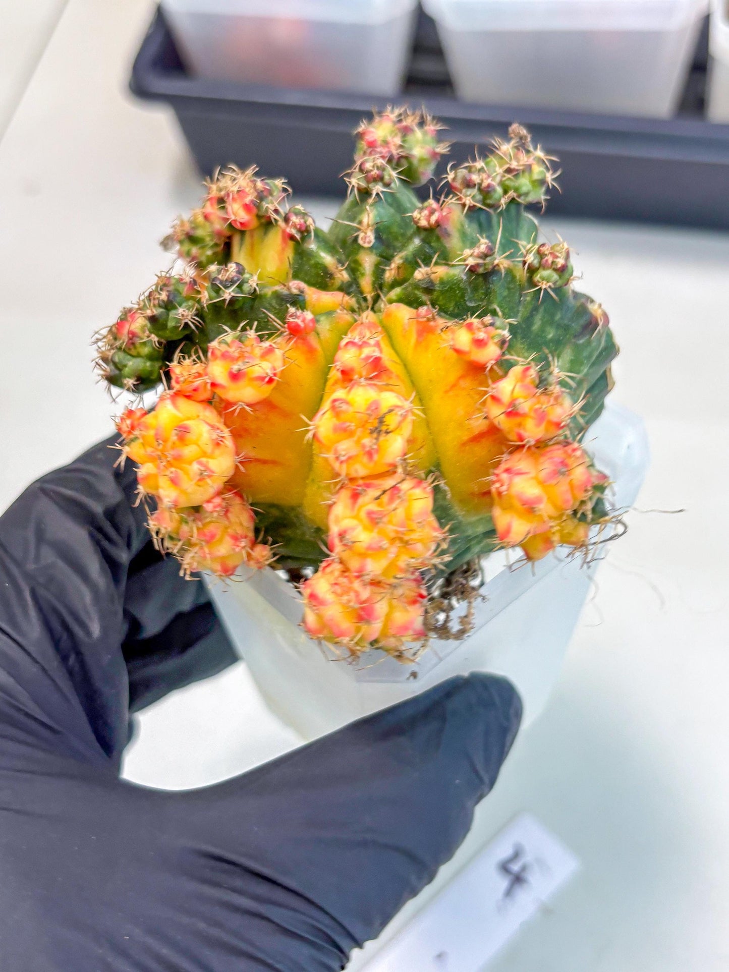 Gymnocalycium Mihanovichii (XL) (o4) | De-Grafted Plant