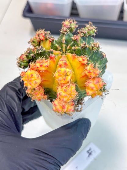 Gymnocalycium Mihanovichii (XL) (o4) | De-Grafted Plant
