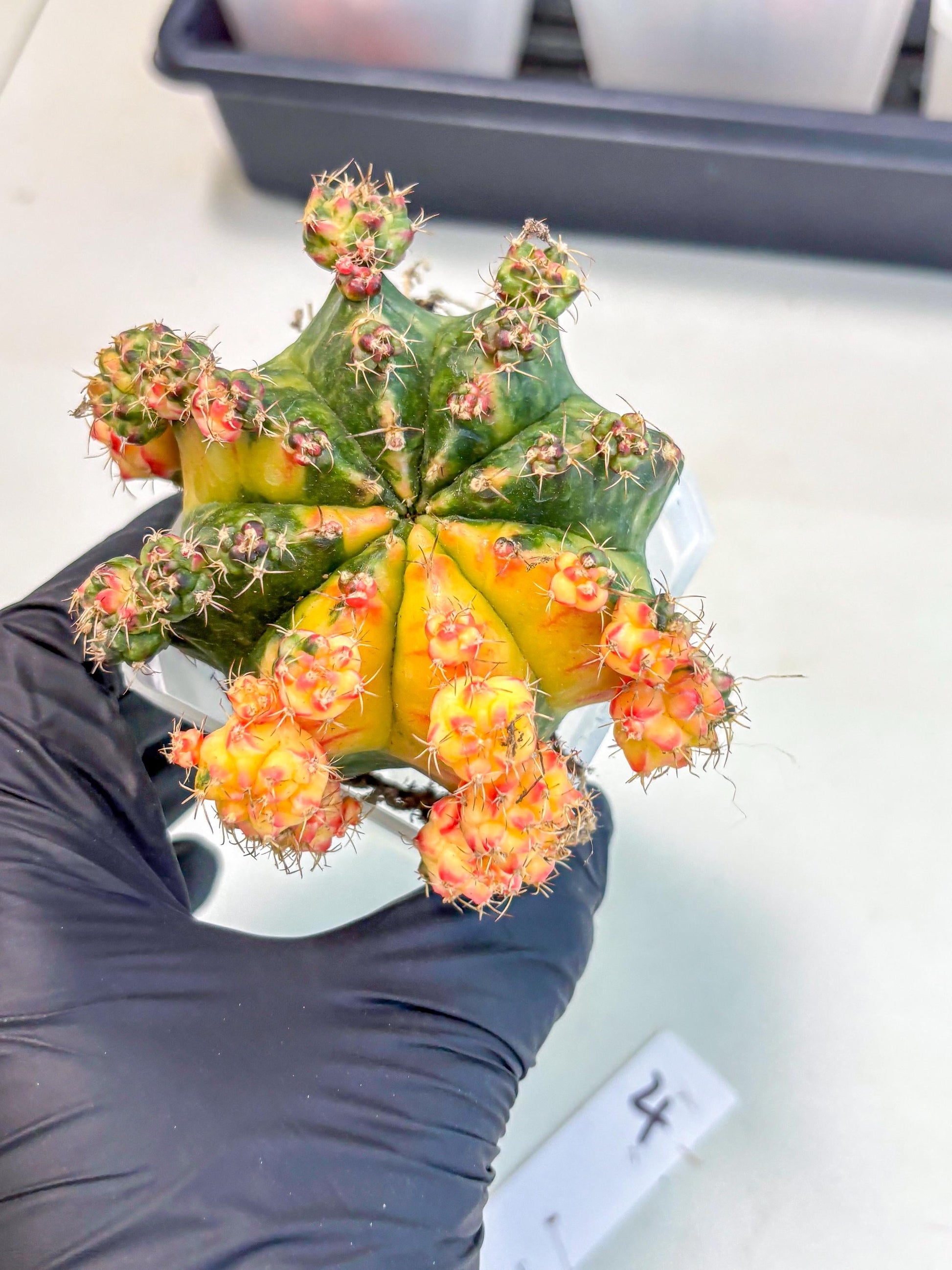Gymnocalycium Mihanovichii (XL) (o4) | De-Grafted Plant