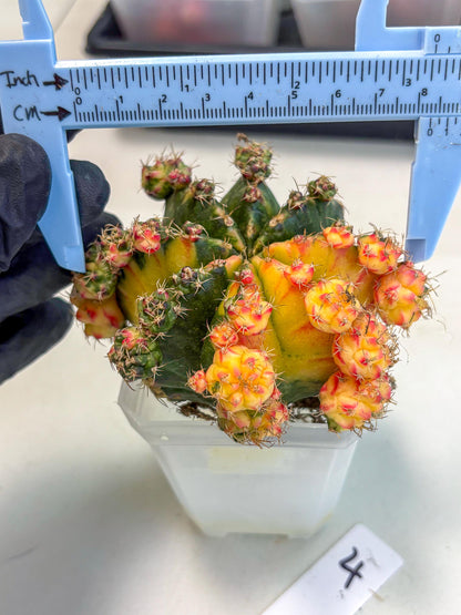 Gymnocalycium Mihanovichii (XL) (o4) | De-Grafted Plant