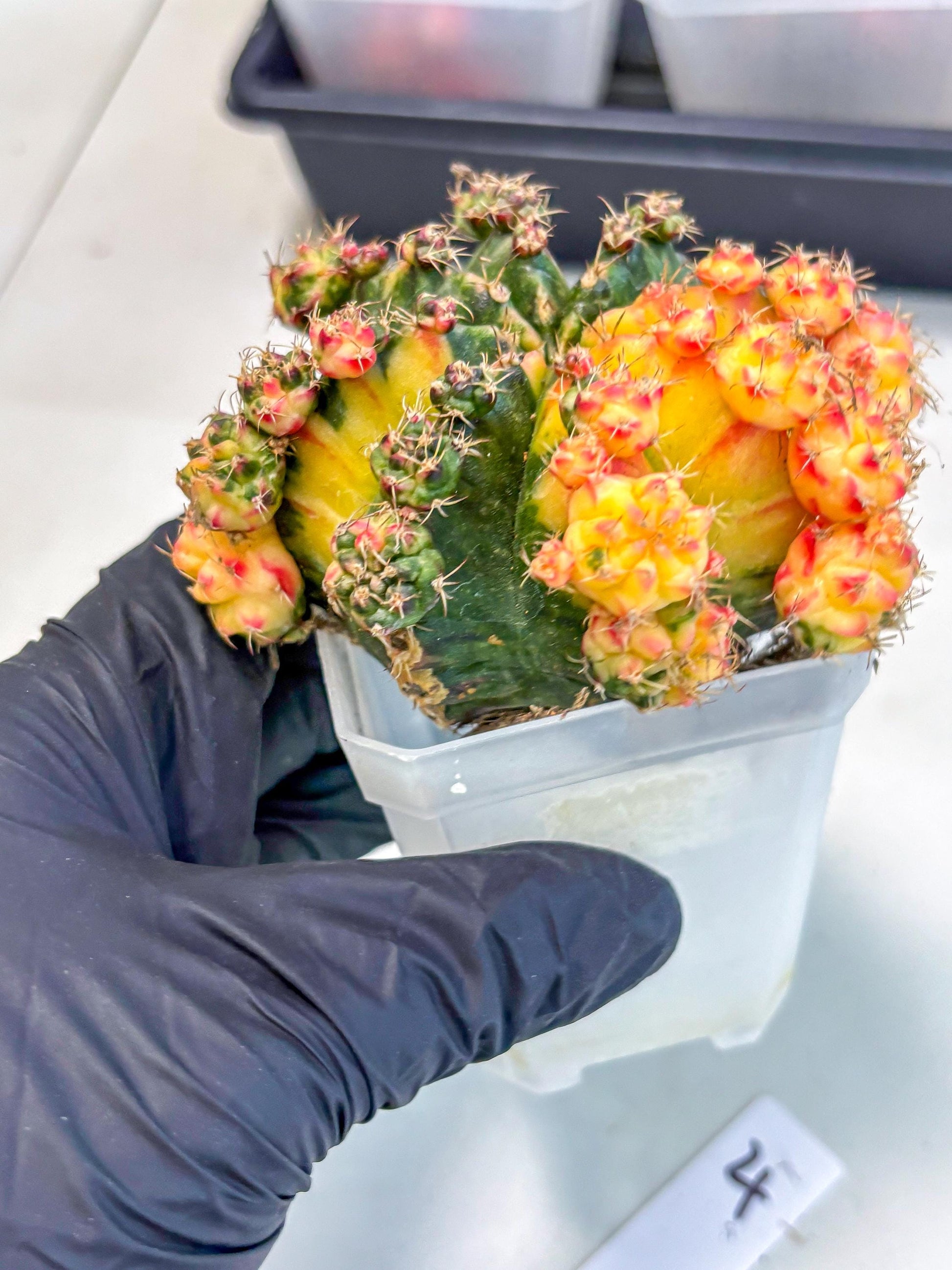 Gymnocalycium Mihanovichii (XL) (o4) | De-Grafted Plant