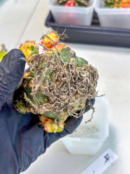 Gymnocalycium Mihanovichii (XL) (o4) | De-Grafted Plant