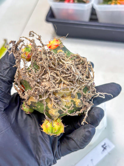 Gymnocalycium Mihanovichii (XL) (o4) | De-Grafted Plant