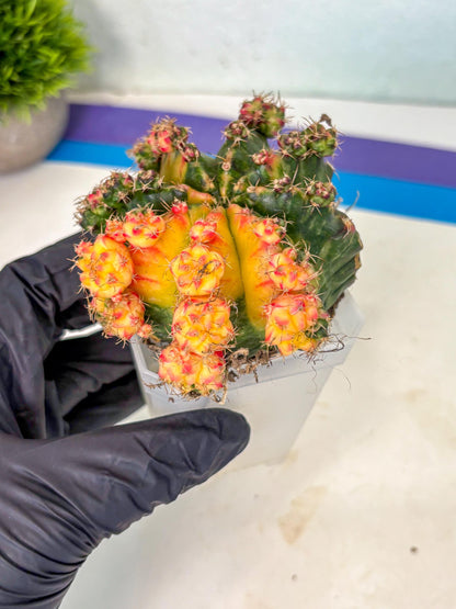 Gymnocalycium Mihanovichii (XL) (o4) | De-Grafted Plant