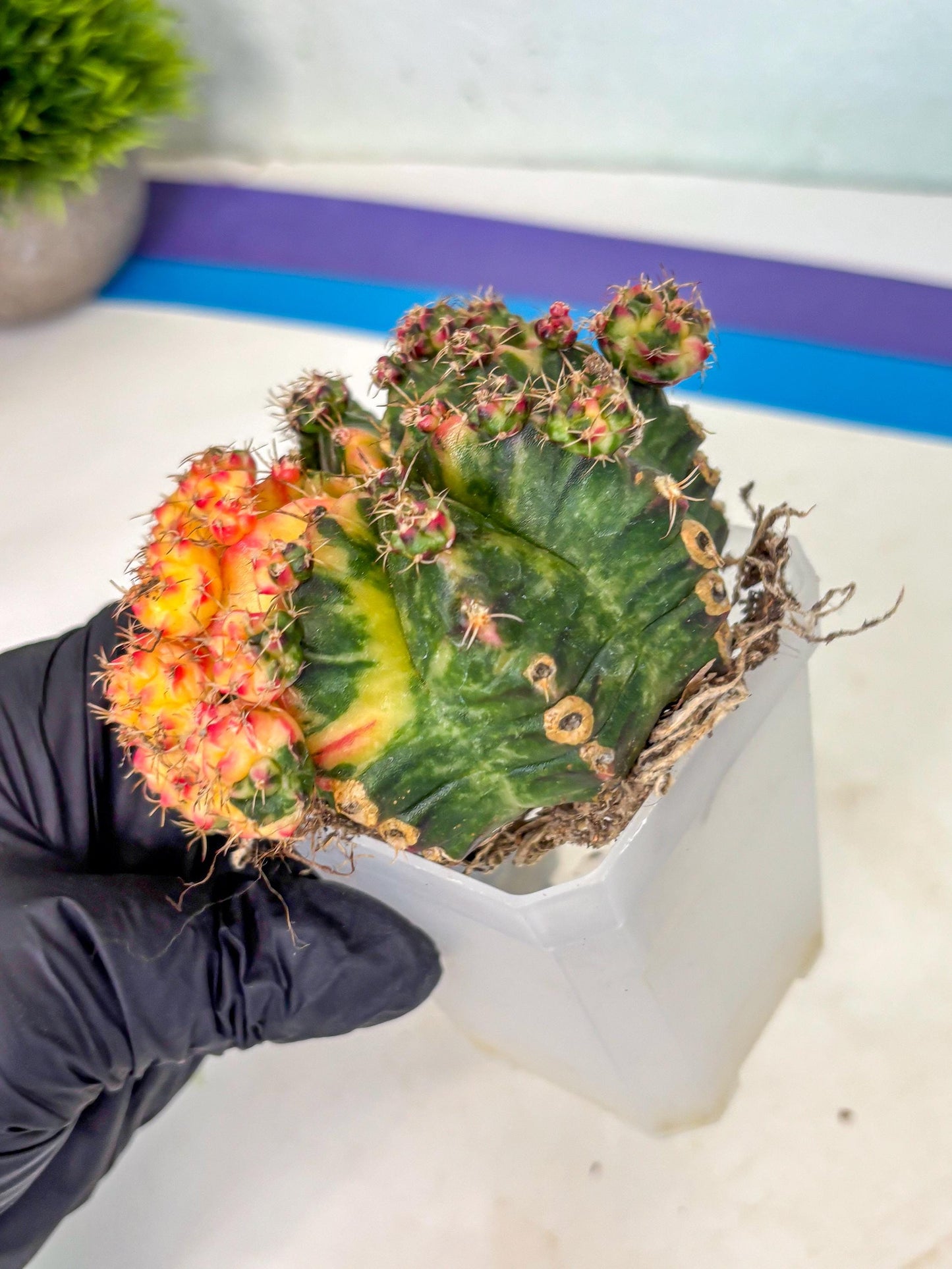 Gymnocalycium Mihanovichii (XL) (o4) | De-Grafted Plant
