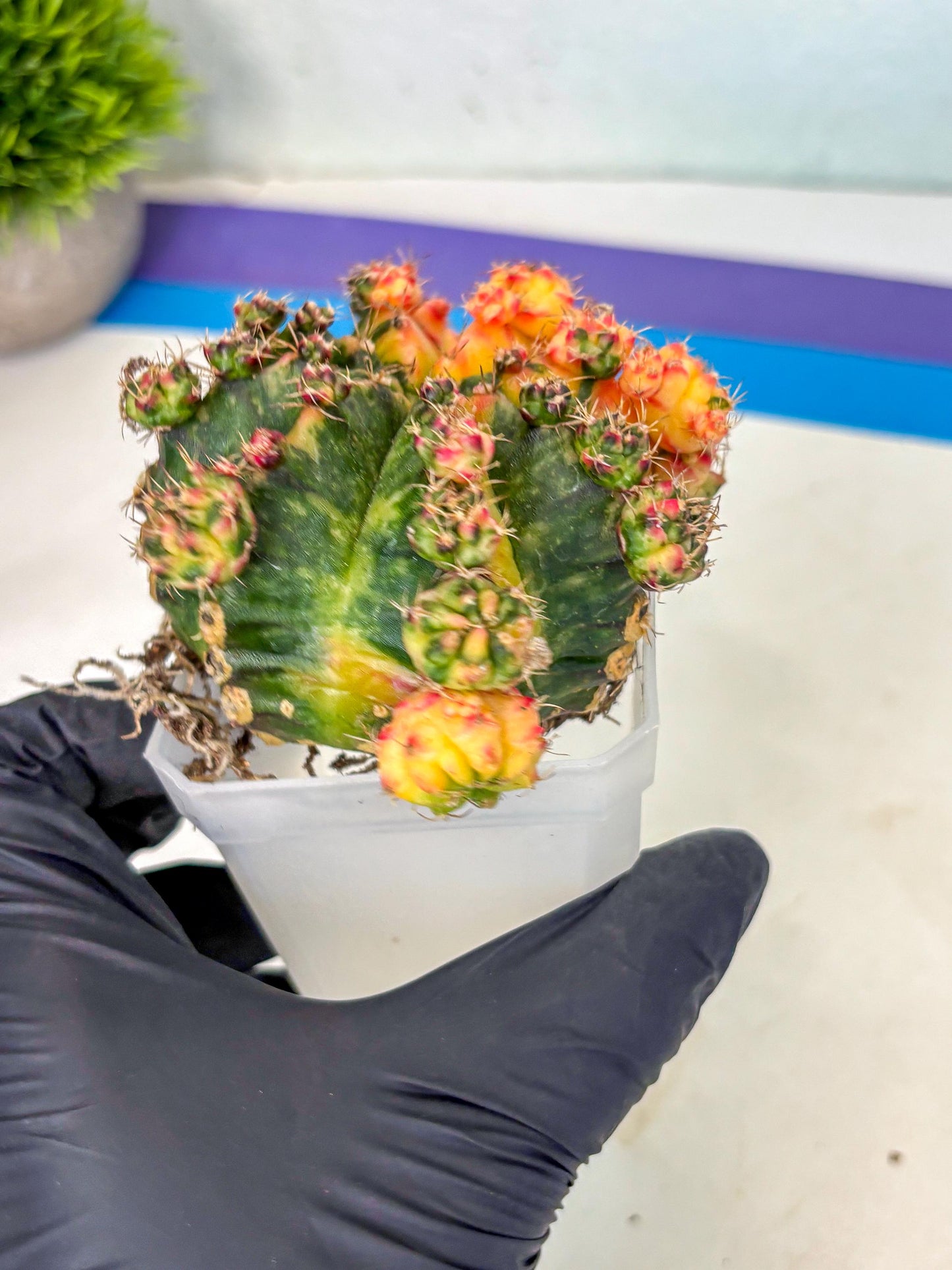 Gymnocalycium Mihanovichii (XL) (o4) | De-Grafted Plant