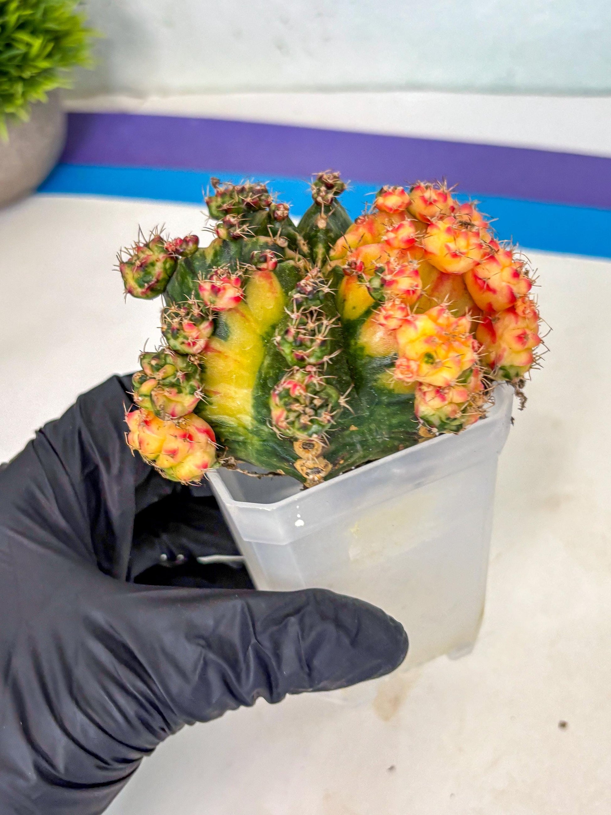 Gymnocalycium Mihanovichii (XL) (o4) | De-Grafted Plant
