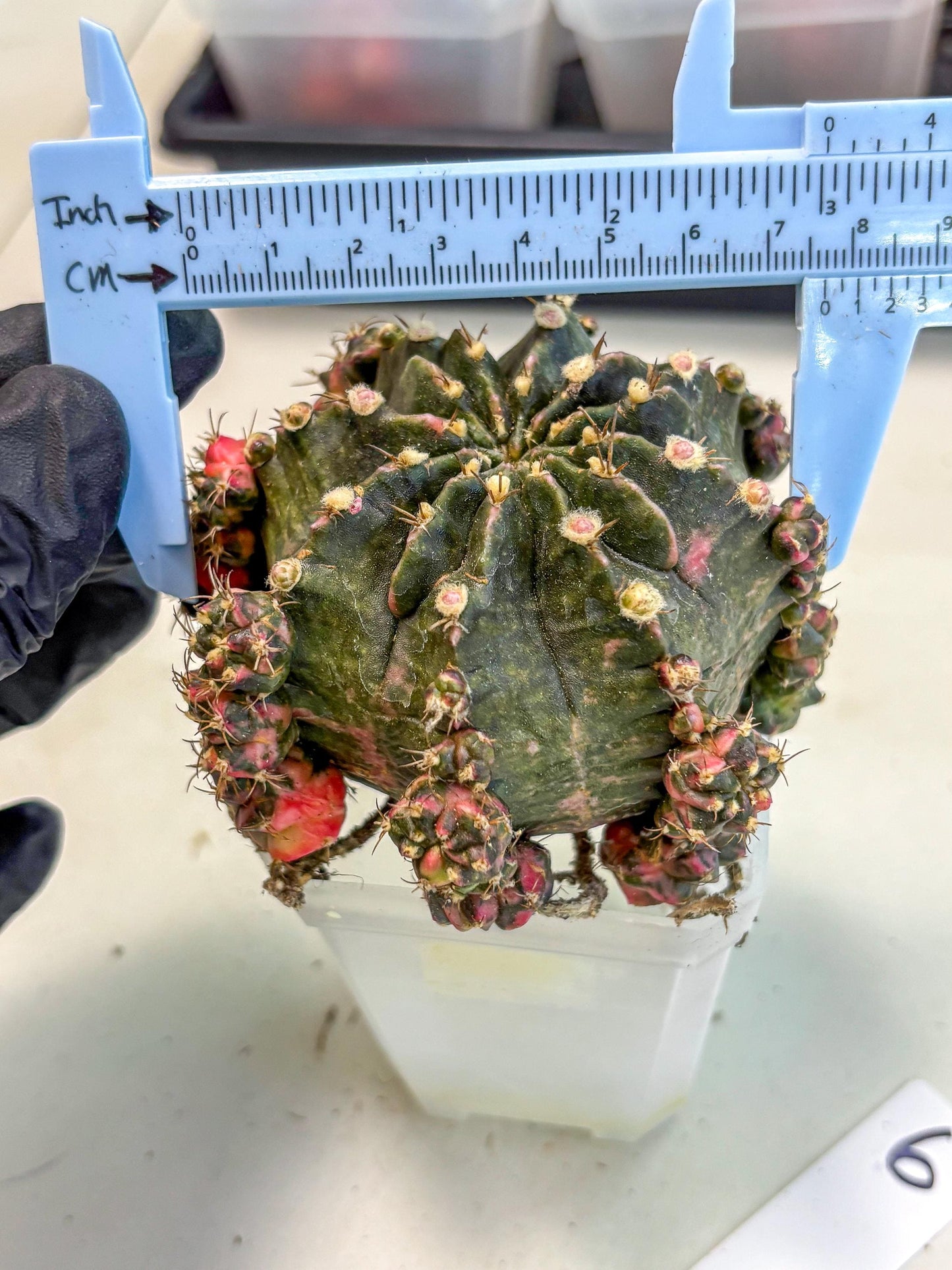 Gymnocalycium Mihanovichii (XL) (o6) | De-Grafted Plant