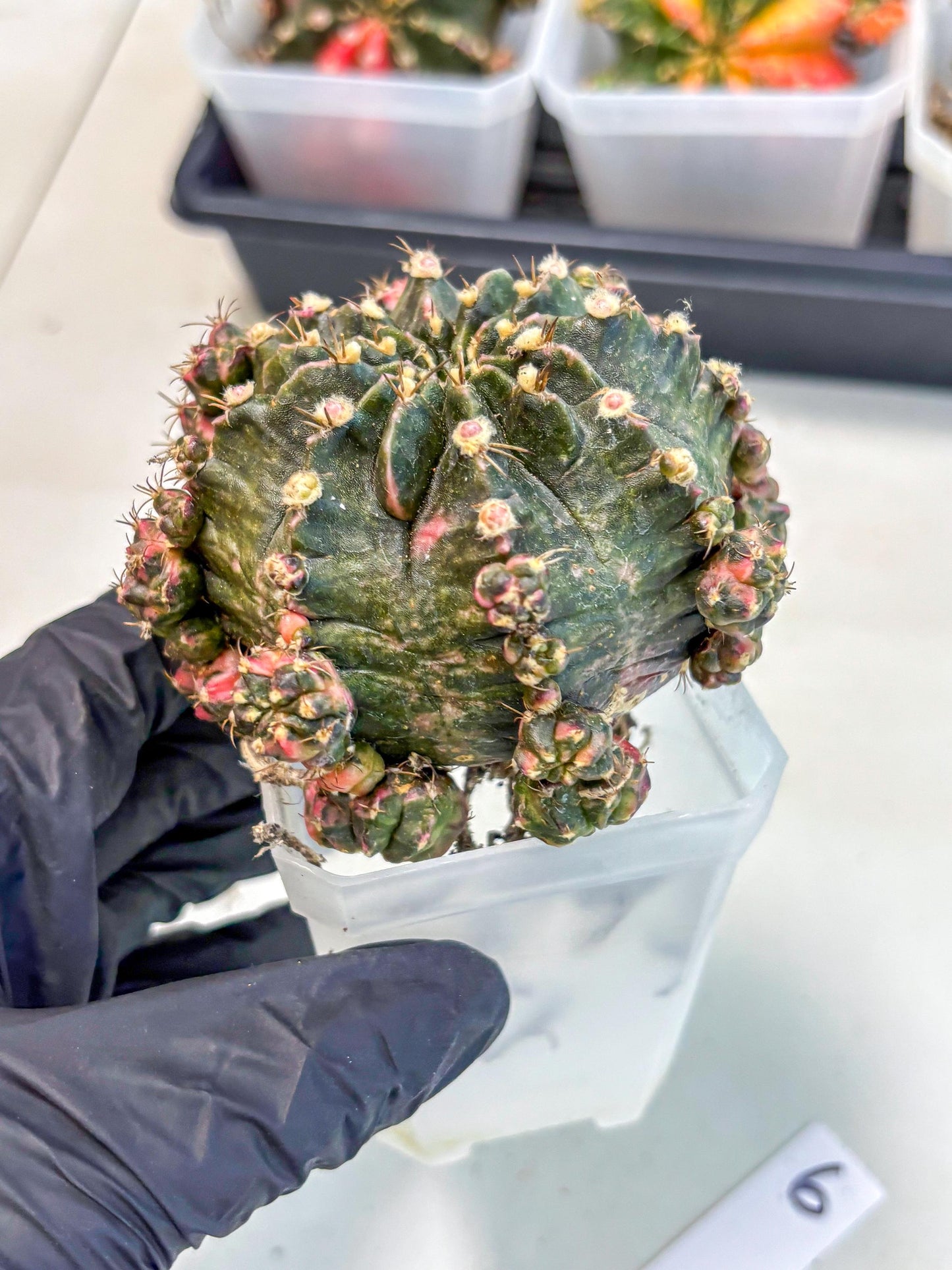 Gymnocalycium Mihanovichii (XL) (o6) | De-Grafted Plant