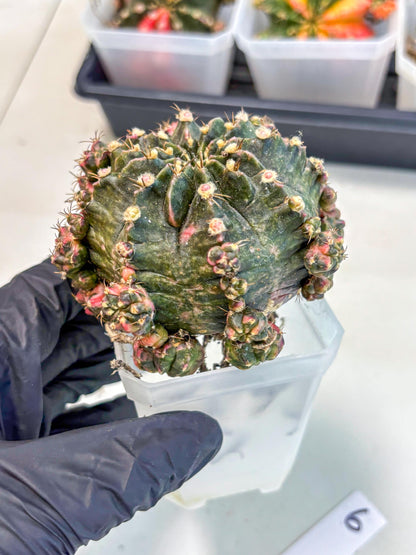 Gymnocalycium Mihanovichii (XL) (o6) | De-Grafted Plant