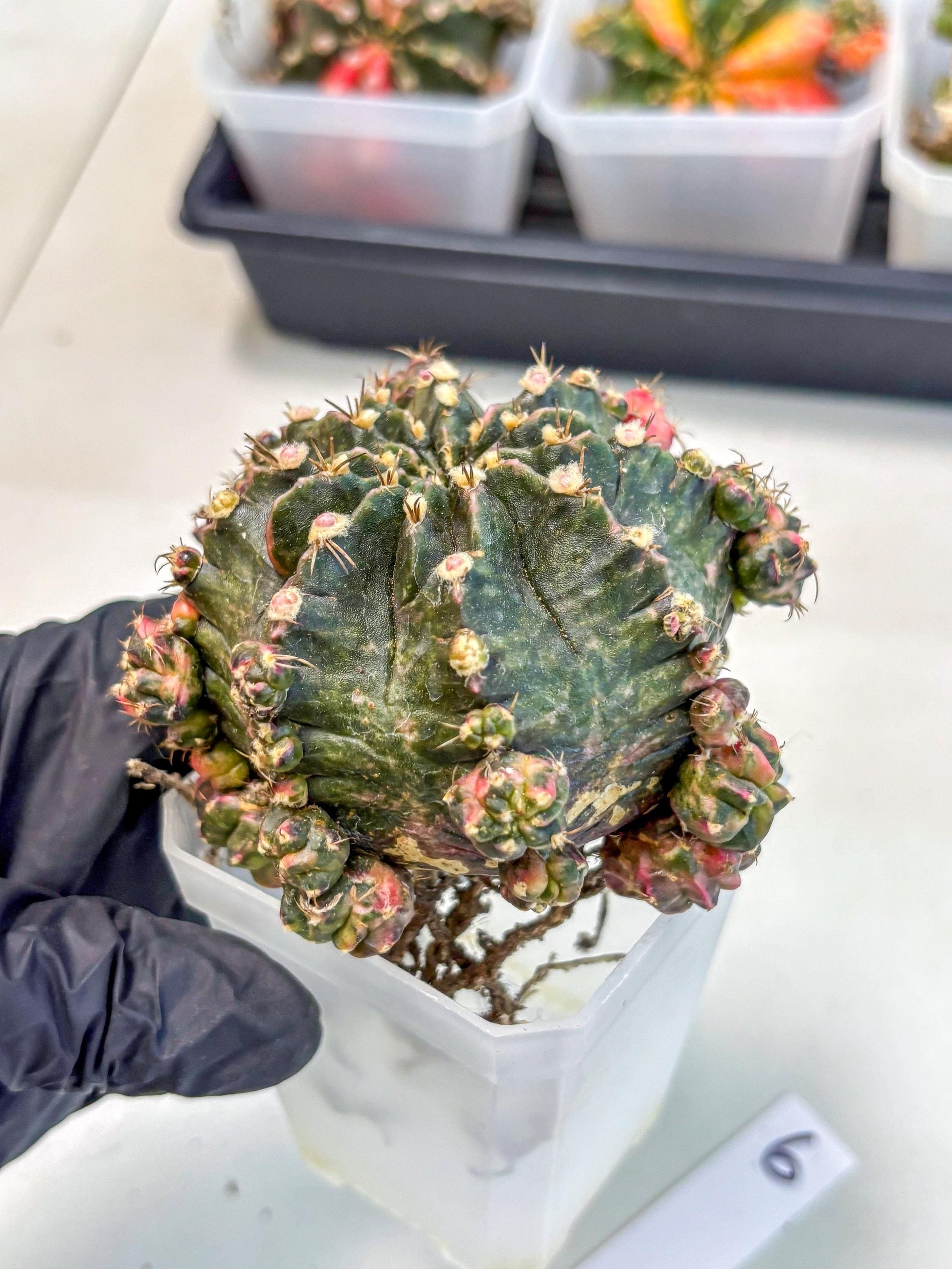 Gymnocalycium Mihanovichii (XL) (o6) | De-Grafted Plant