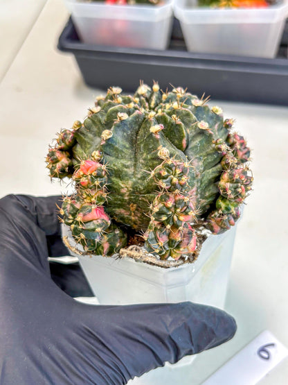Gymnocalycium Mihanovichii (XL) (o6) | De-Grafted Plant