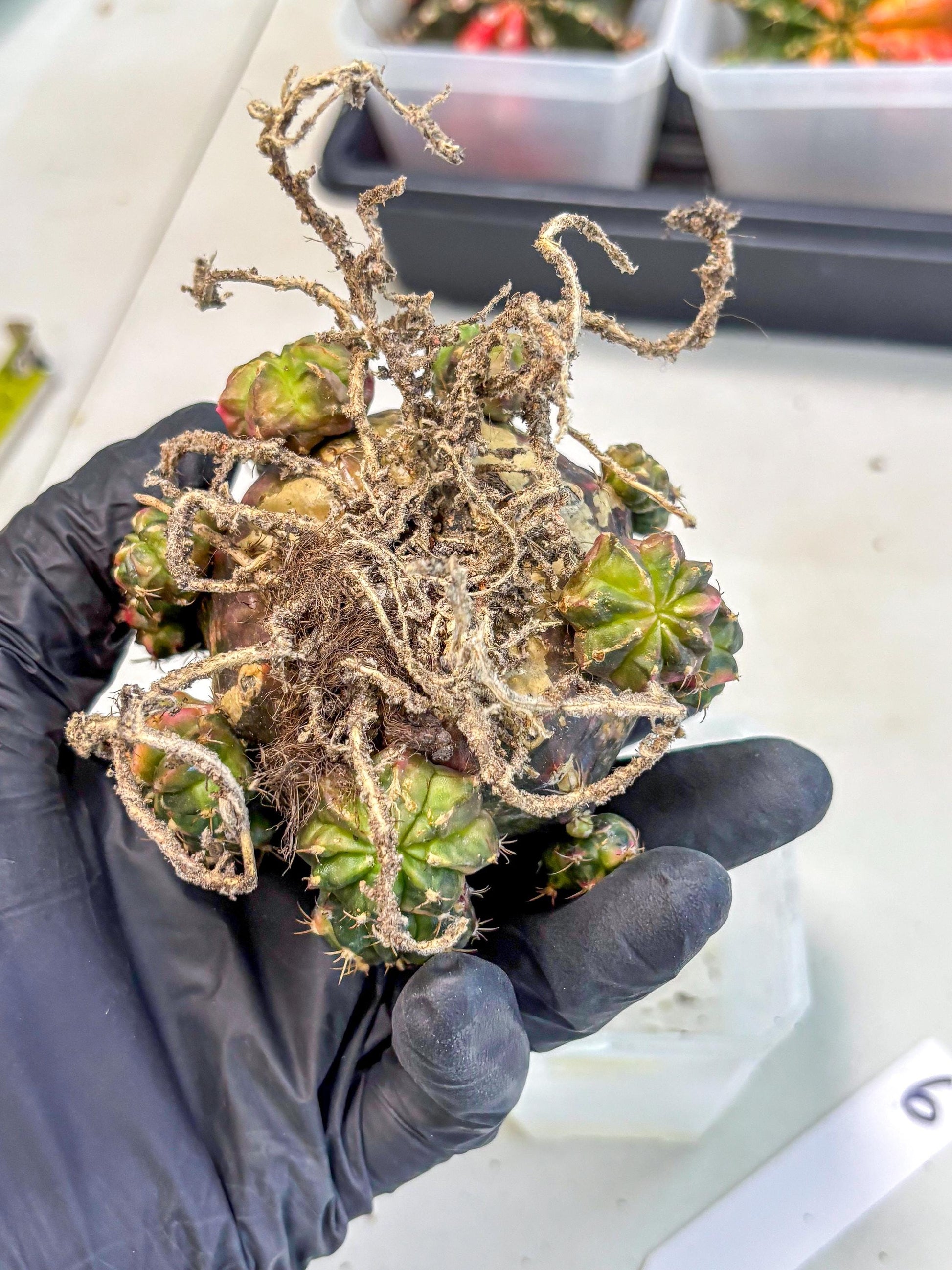 Gymnocalycium Mihanovichii (XL) (o6) | De-Grafted Plant
