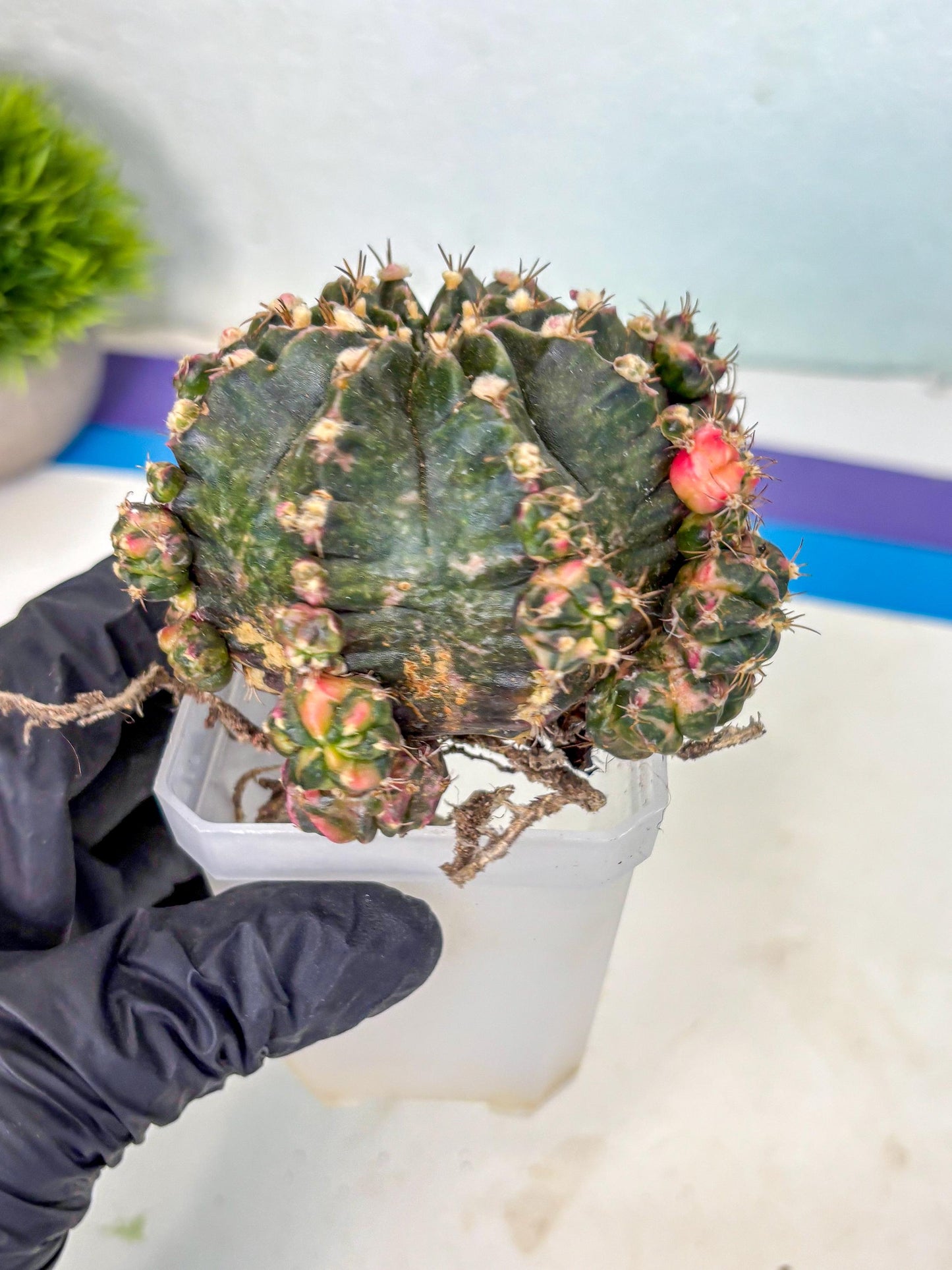 Gymnocalycium Mihanovichii (XL) (o6) | De-Grafted Plant
