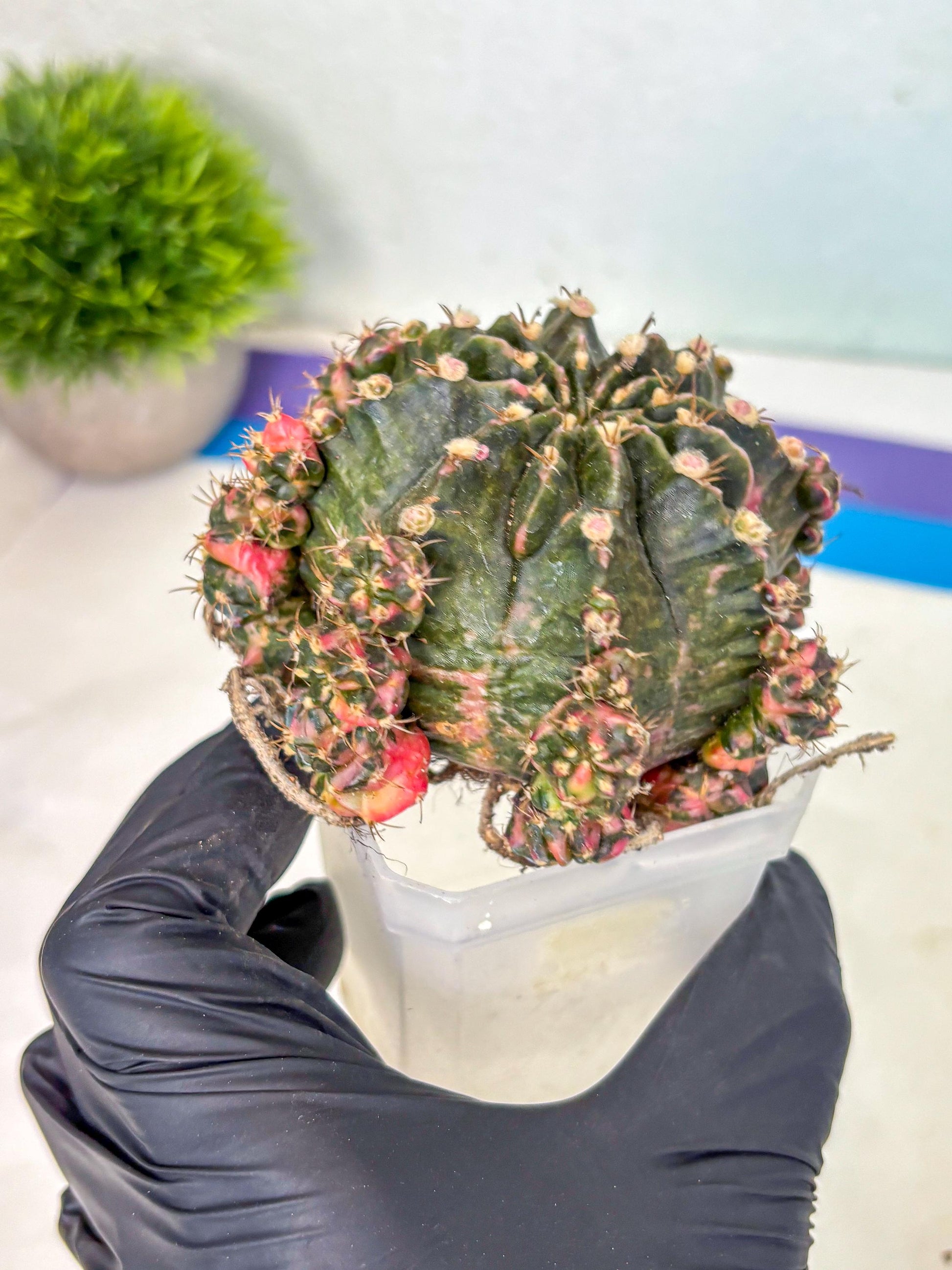 Gymnocalycium Mihanovichii (XL) (o6) | De-Grafted Plant