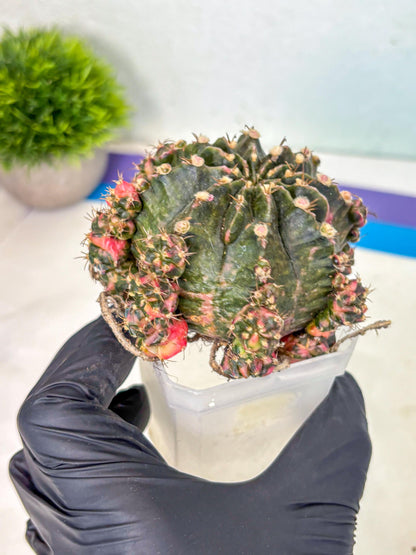 Gymnocalycium Mihanovichii (XL) (o6) | De-Grafted Plant