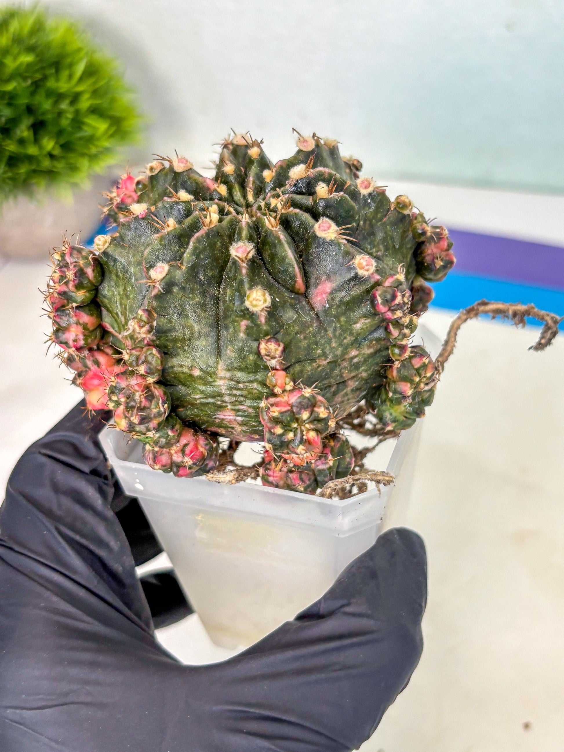 Gymnocalycium Mihanovichii (XL) (o6) | De-Grafted Plant