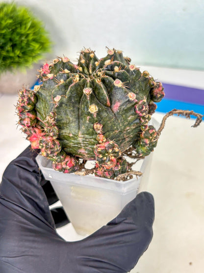 Gymnocalycium Mihanovichii (XL) (o6) | De-Grafted Plant