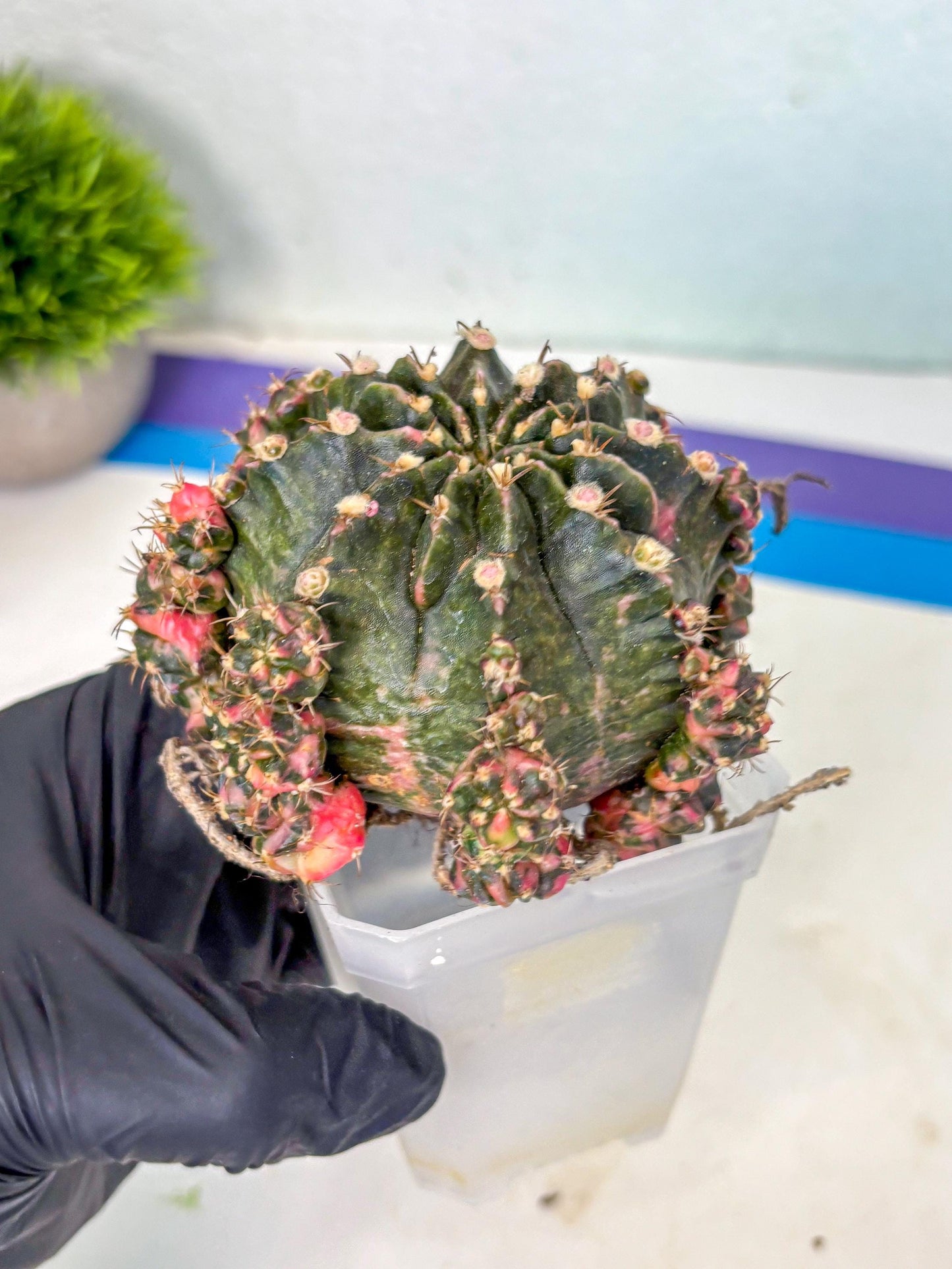 Gymnocalycium Mihanovichii (XL) (o6) | De-Grafted Plant