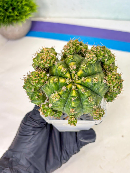 Gymnocalycium Mihanovichii (XL) (o8) | De-Grafted Plant