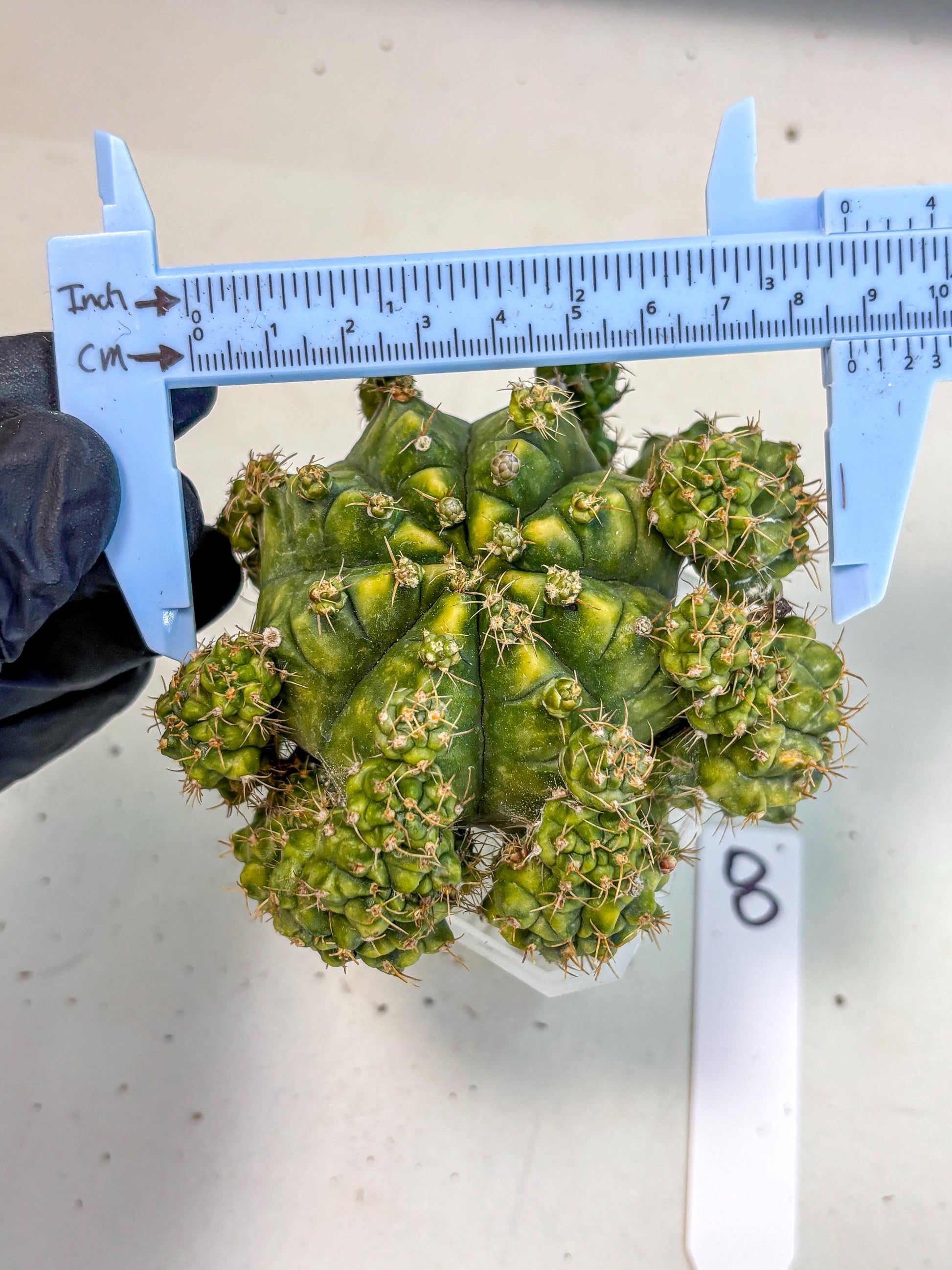 Gymnocalycium Mihanovichii (XL) (o8) | De-Grafted Plant