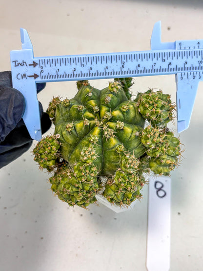 Gymnocalycium Mihanovichii (XL) (o8) | De-Grafted Plant