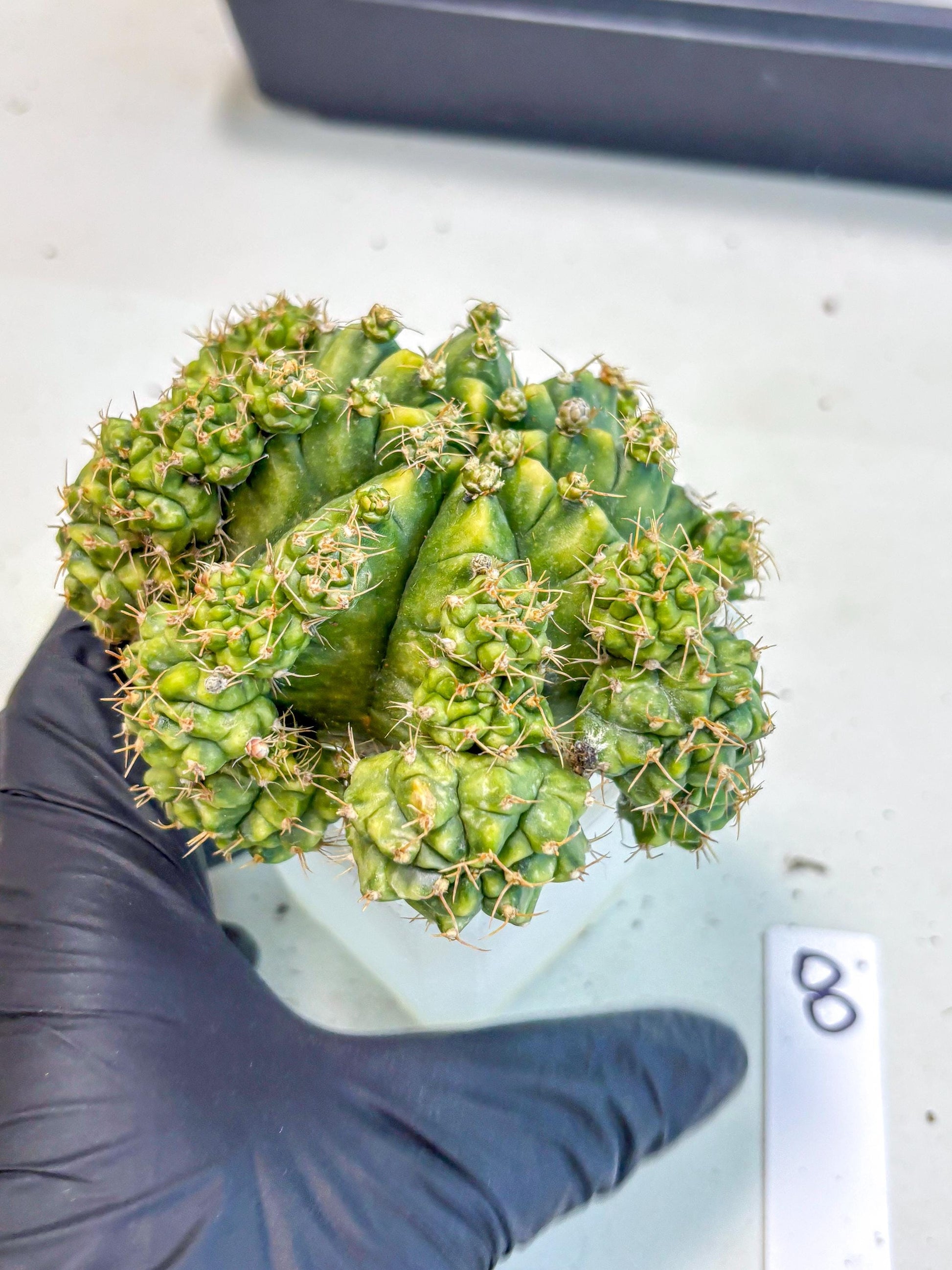 Gymnocalycium Mihanovichii (XL) (o8) | De-Grafted Plant
