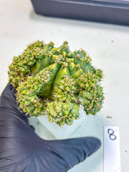 Gymnocalycium Mihanovichii (XL) (o8) | De-Grafted Plant