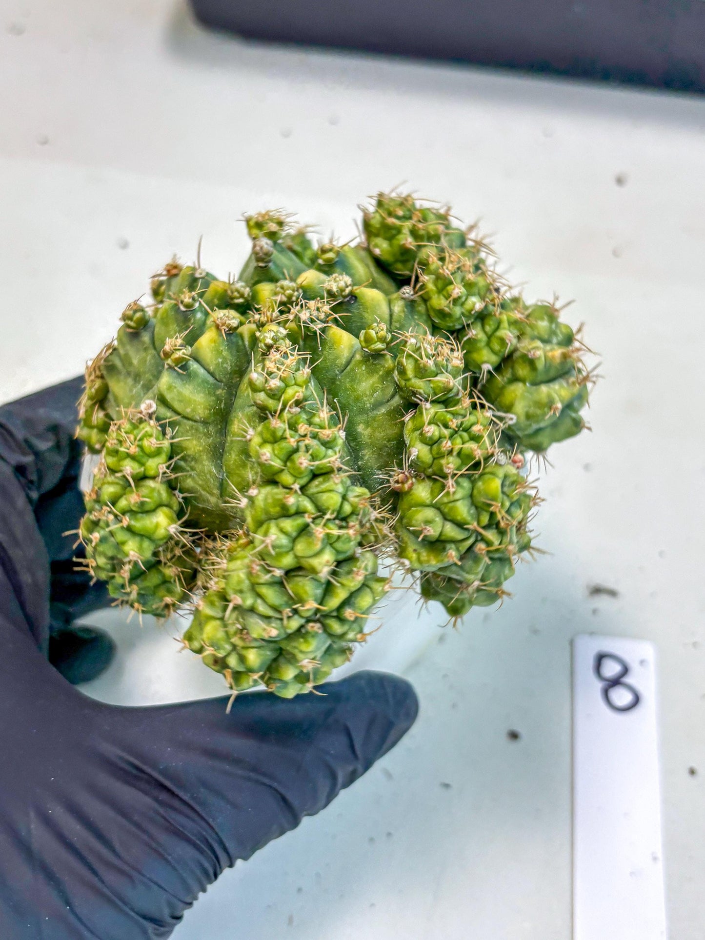 Gymnocalycium Mihanovichii (XL) (o8) | De-Grafted Plant