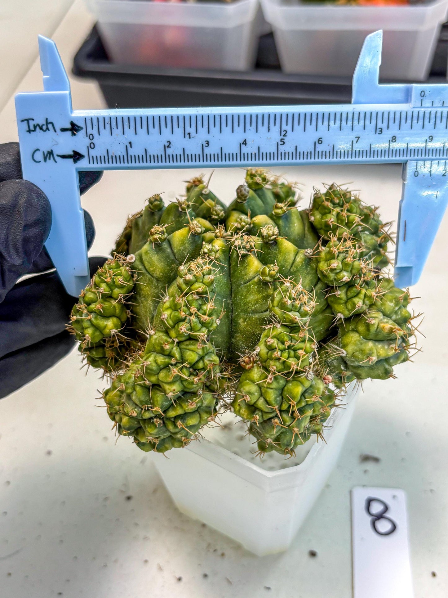 Gymnocalycium Mihanovichii (XL) (o8) | De-Grafted Plant